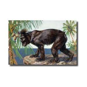  Rare Crested Black Macaque Celebes Black Ape Giclee Print 