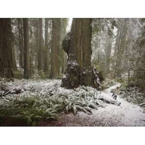  Rare Snow Dusts the Trail Through Del Norte Coast Redwoods 
