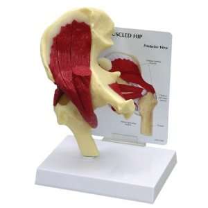 Muscled Hip Joint Model  Industrial & Scientific