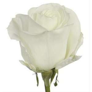 Send Fresh Cut Flowers   100 Long Stem White Roses Wholesale  