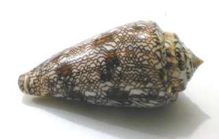 Seashell Conus Abbas 60 mm. Freak Spire  RARE.  