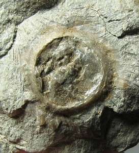 Fossil Edrioasteroid on brachiopod   Butler County Ohio  