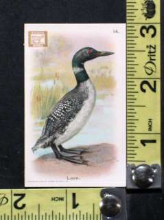 Vintage Dwights Soda New Series of Birds No. 14 Loon Trade Card 