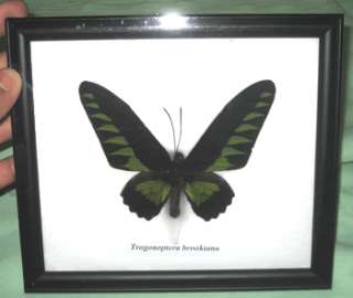 100mm.Trogonoptera Brookiana Butterfly Taxidermy Frame  