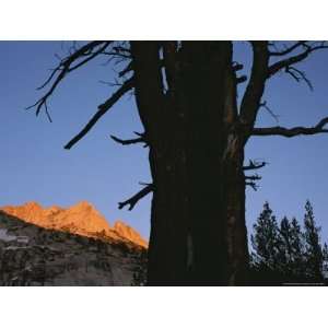  Tree and Late Afternoon Light, Yosemite National Park 