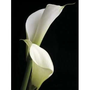  Calla Ii   Poster by Ben Davies (23.5 x 31.5) Patio, Lawn 