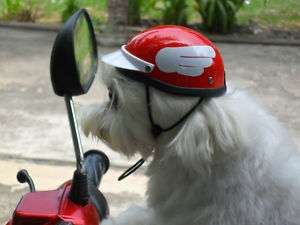   CRASH HELMET Hat Safety Designer Maltese Yorkie Puppy WOW  