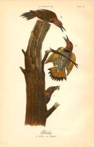 1st Ed Rare Antique Audubon Bird Print Woodpecker 2for1  
