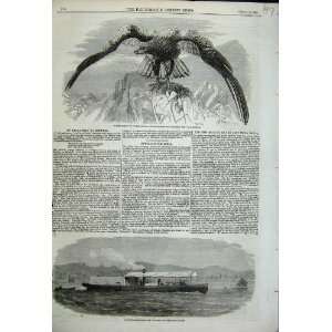  White Tailed Cinereous Sea Eagle Shot At Arundel 1858 