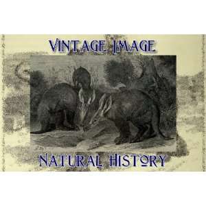   Acrylic Keyring Key Ring Vintage Natural History Image Aardvarks