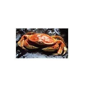 Live Dungeness Crabs , (Qty 4, 2lbs each)  Grocery 