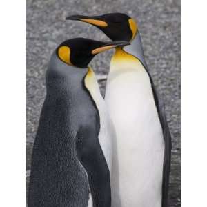 King Penguins, St. Andrews Bay, South Georgia, South Atlantic 