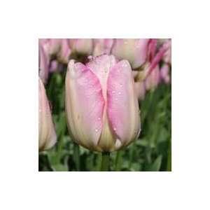  New Design Tulip Seed Pack Patio, Lawn & Garden