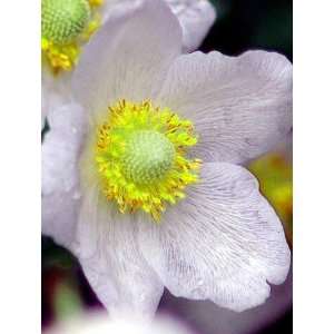  Snowdrop Windflower 8 Plants   Anemone   Bright Shade 