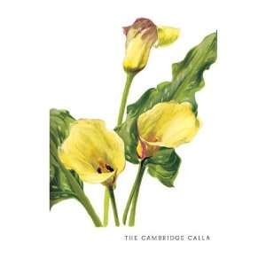  The Cambridge Calla 20x30 poster