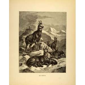  1885 Lithograph Chamois Herd Mountains Wild Animals 