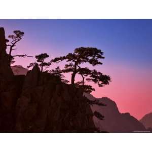 Pine Trees, White Cloud Scenic Area, Huang Shan, Anhui Province, China 