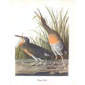  Clapper Rail (8 1/2 X 11 1/2 Color Print) 