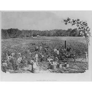  picking in the South,c1904,horse,people working outside,trees Home
