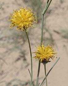 greenthread, WILDFLOWER Navajo tea, 300 seeds GroCo  