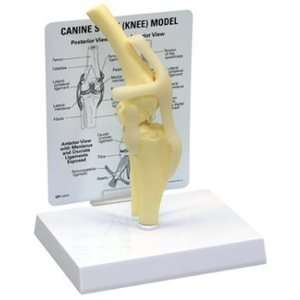  Canine/Dog Knee Joint Anatomy/Anatomical Model #9050 