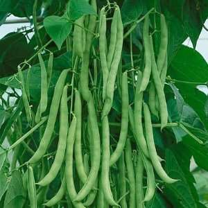  Davids Heirloom Green Pole Bean Kentucky Wonder 50 Seeds 