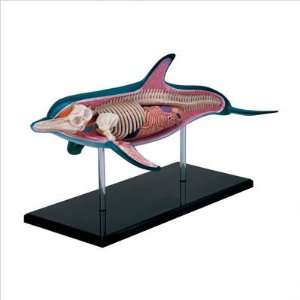  3 D Dolphin Anatomy Puzzle