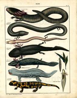 1843 OKEN HC LITHOGRAPH FOLIO siren, newt, salamander  