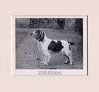 WELSH SPRINGER SPANIEL SENIOR SERVICE 1939 DOG PHOTO CIGARETTE TOBACCO 