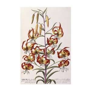 Lilium   Plantae Selectae by Georg Dionysius Ehret. Size 14.26 inches 