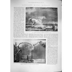    1892 NAPOLEONS HORSE MARENGO WAR HORSE SKELETON