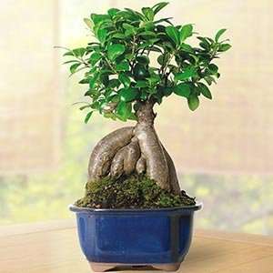 Gensing Money Ficus Bonsai Tree Mothers Day Gift  Kitchen 