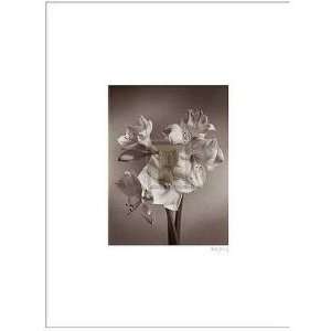 Amaryllis Poster Print 