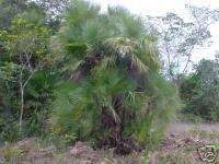 Accelorrhaphe wrightii  Everglades Palm 10,000 seeds  