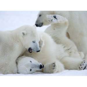 Polar Bears (Ursus Maritimus), Churchill, Hudson Bay, Manitoba, Canada 