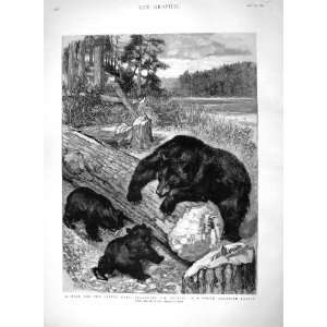   1894 Wild Brown Bear Hunting Beetles American Forest