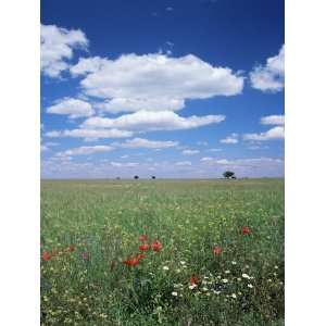 Field of Wild Flowers, Guadalajara, Castilla La Mancha, Spain Premium 