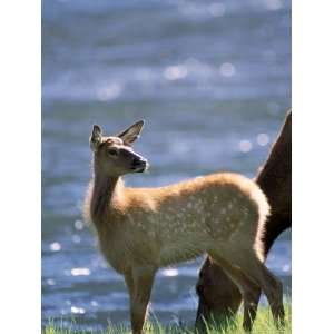  Elk, Cervus Elaphus, Yellowstone National Park, WY 
