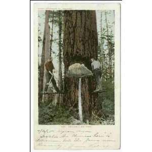  Reprint Felling a Big Tree, Oregon 1903 1904