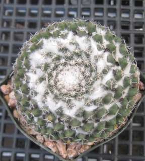 Mammillaria sempervivi Short Close Spines Whooly Crown 18  