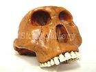 Human Female Skull Model Exact Replica Realistic $143 *Fast Shipping 