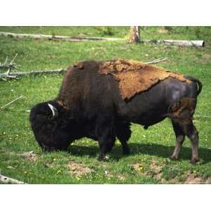 Yellowstone National Park, Bison, Buffalo, WY Animals Photographic 