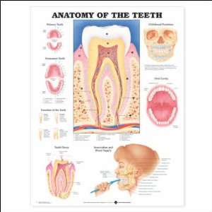 Anatomy of the Teeth Anatomical Chart 20 X 26 Laminated  