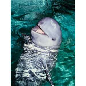  Irrawaddy Dolphins, Jaya Anca Aquarium, Indonesia 