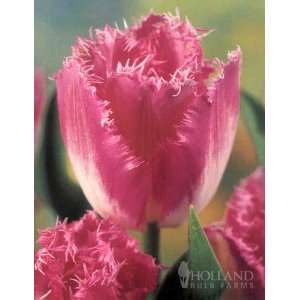  Dallas Fringed Tulip   12 bulbs Patio, Lawn & Garden
