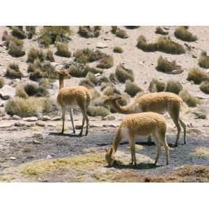  Vicunas Grazing on Moss at Spring, Parque Nacional De 