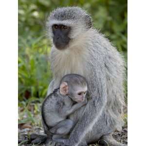  Vervet Monkey (Chlorocebus Aethiops) Mother and Infant 