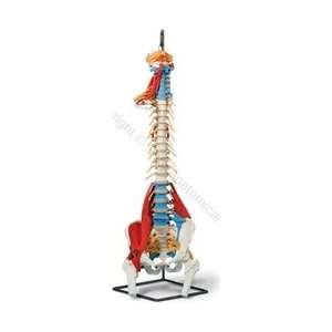 Premium Muscled Spine Model (Made in USA)  Industrial 