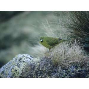  Antipodus Green Parrot, Antipodes Islands Premium 