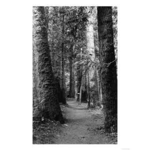Lake Crescent Lodge Forest Trail   Port Angeles, WA Giclee Poster 